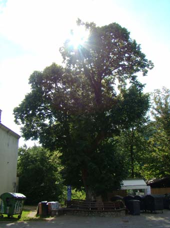 View larger image View larger image