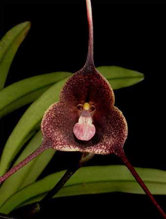 View larger image View larger image