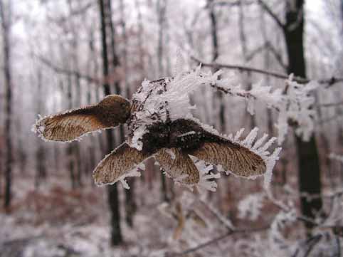 View larger image View larger image