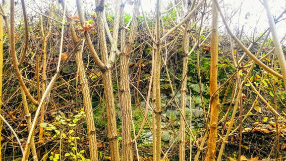 View larger image View larger image