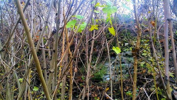 View larger image View larger image