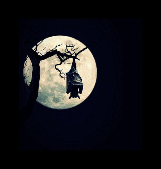 View larger image View larger image