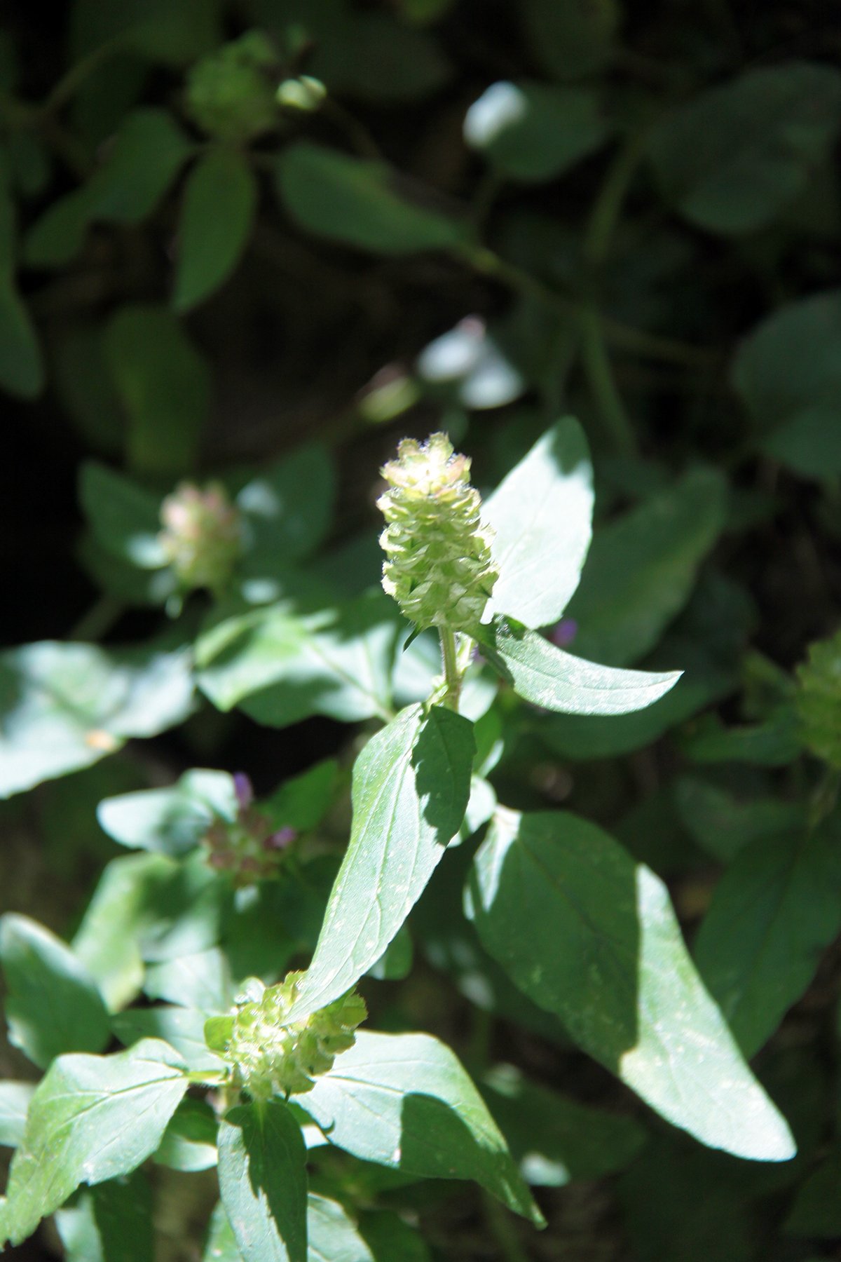 View larger image View larger image