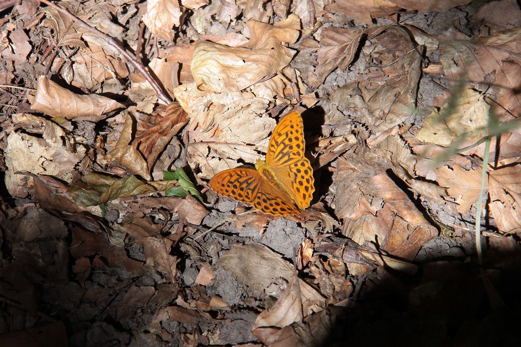 View larger image View larger image